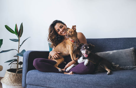 Triple Treat Power: Natural Ways to Support Your Dog's Teeth, Joints & More