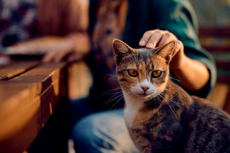 Understanding Your Cat's Body Language: Key Indicators of Cat Health