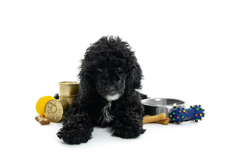 How to Choose the Right Dog Accessories for Your Furry Friend's Lifestyle