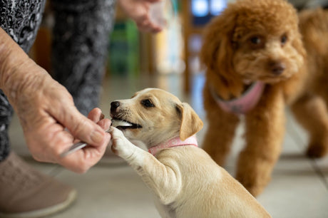 Vital Essentials: Choosing the Right Dog Treats for Optimal Health