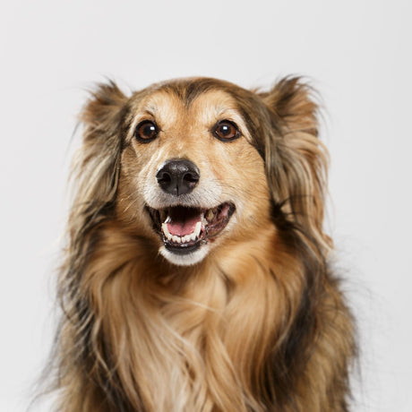5 Vital Signs of a Healthy Dog