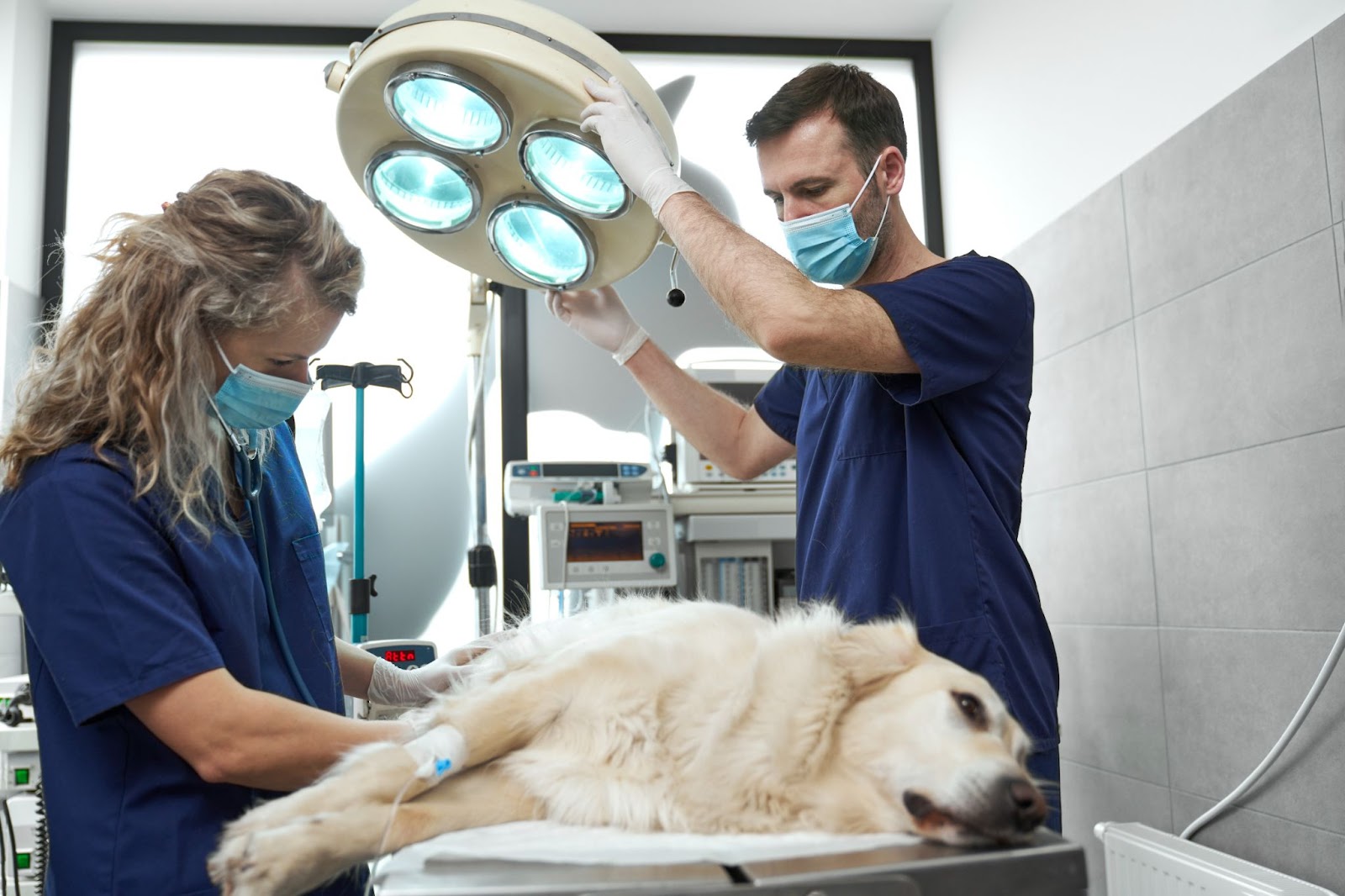 Are You Paying the Price for Nutritional Deficiencies in Your Dog's Diet?
