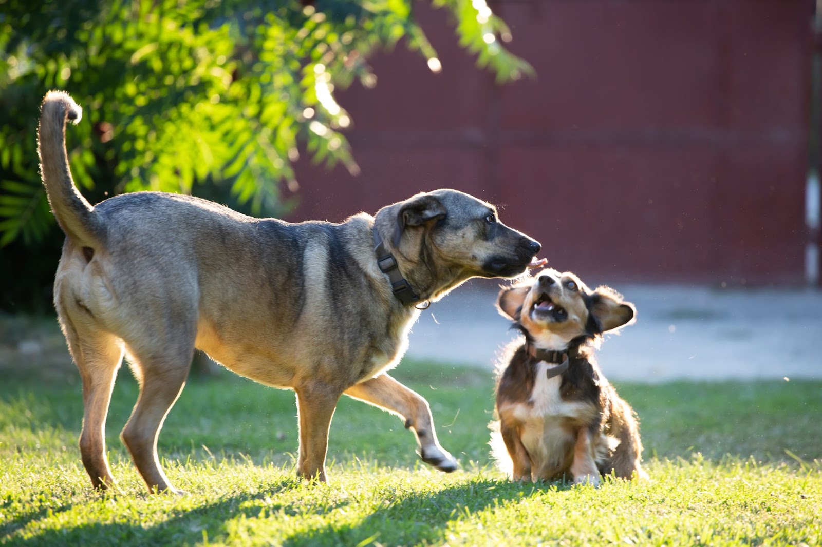 Spring Allergies in Dogs: Identifying Symptoms, Finding Relief, and Choosing the Right Treats