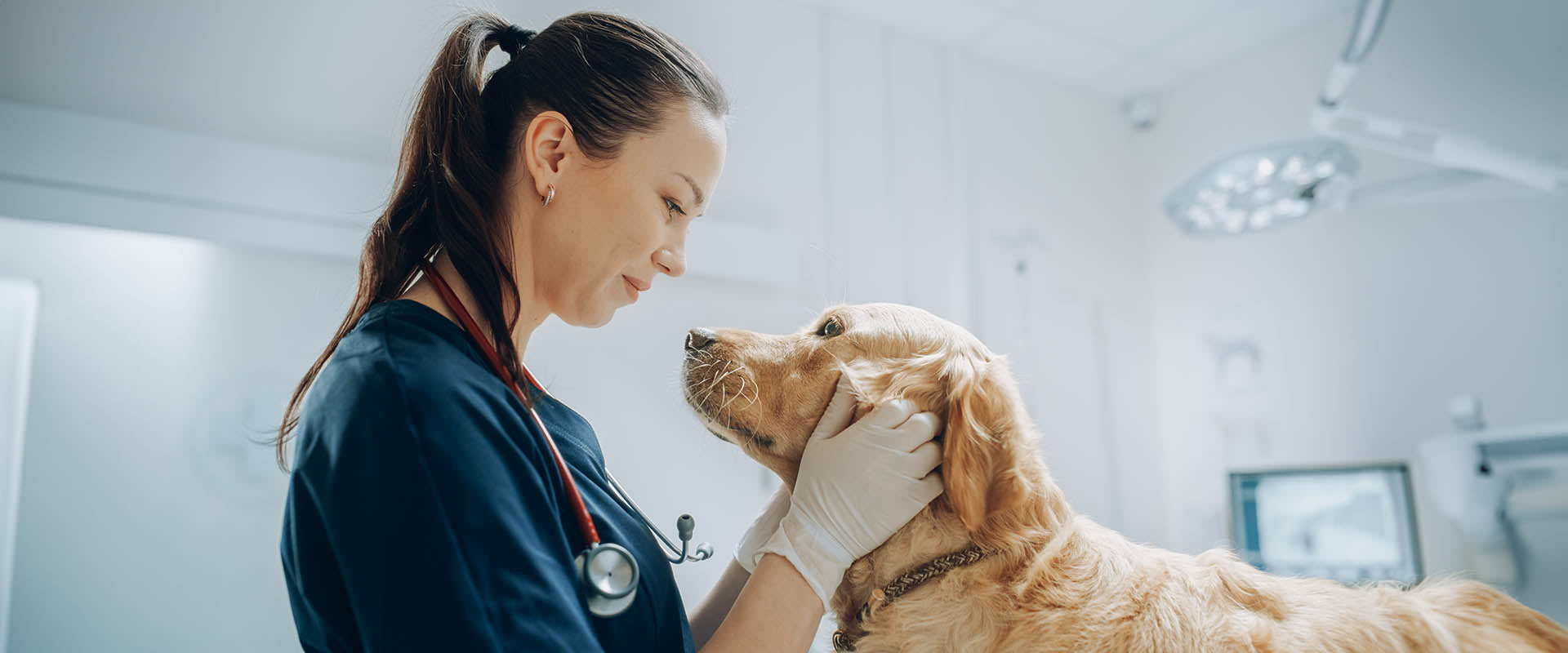 Dog at the vet with a female doctor.