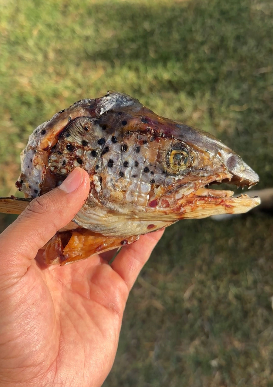 Image of a hand holding a salmon head, a natural dog treat made by Pawlistic. The salmon head showcases its freshness and quality, emphasizing its nutritional benefits as a high-protein snack for dogs.