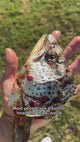 Pawlistic Salmon Head: The Ultimate Natural Superfood for Your Pet’s Health & Vitality!