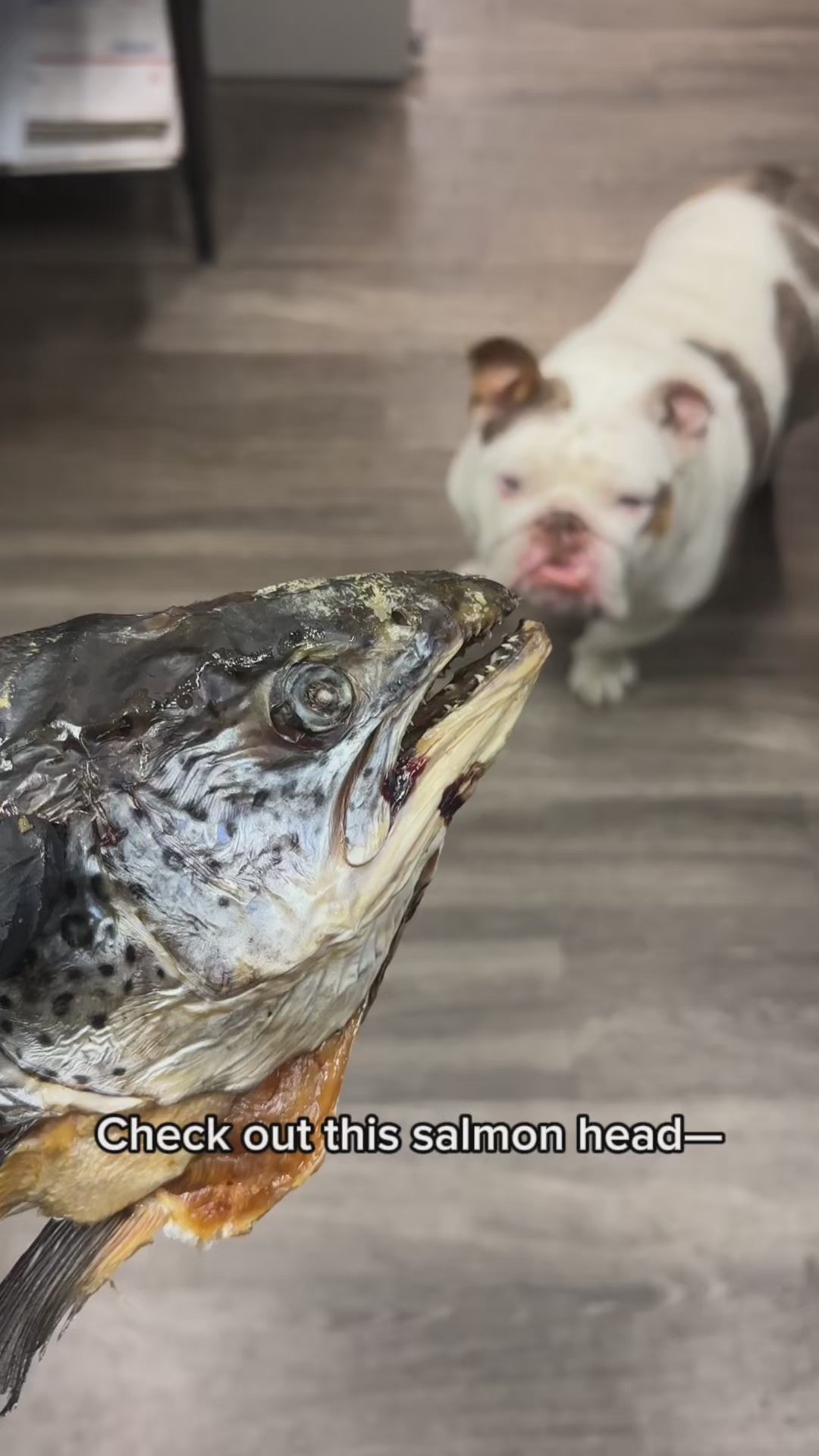 Pawlistic Salmon Head: The Ultimate Natural Superfood for Your Pet’s Health & Vitality!