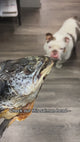 Pawlistic Salmon Head: The Ultimate Natural Superfood for Your Pet’s Health & Vitality!